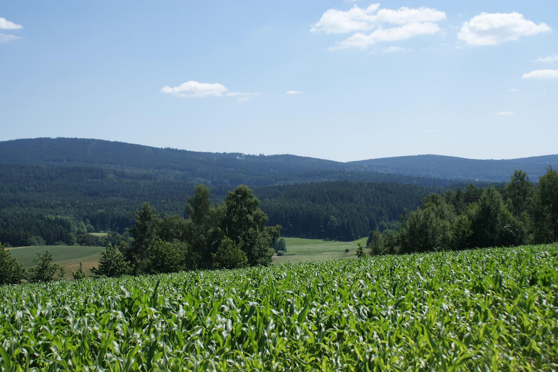 Landschaft Tännesbühl Neualbenreuth