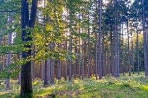 Waldschnuppern Waldschnuppern
