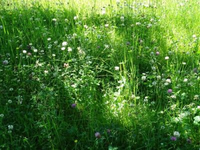 Kräuterwanderung wiese Kräuterwanderung wiese