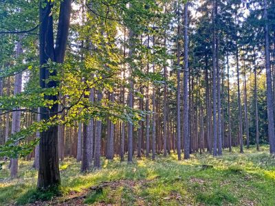 AA Waldschnuppern AA Waldschnuppern