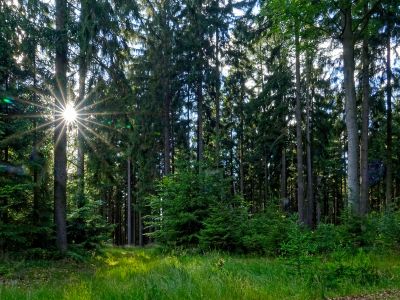 Wald (16) Wald (16)